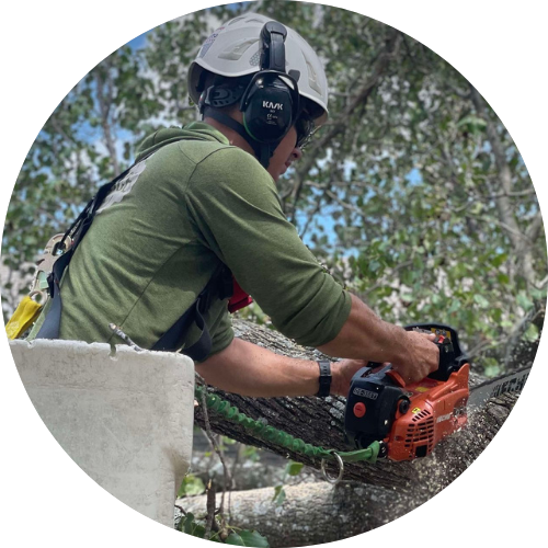 Logan Shimmer Tree Bid Pro Developer